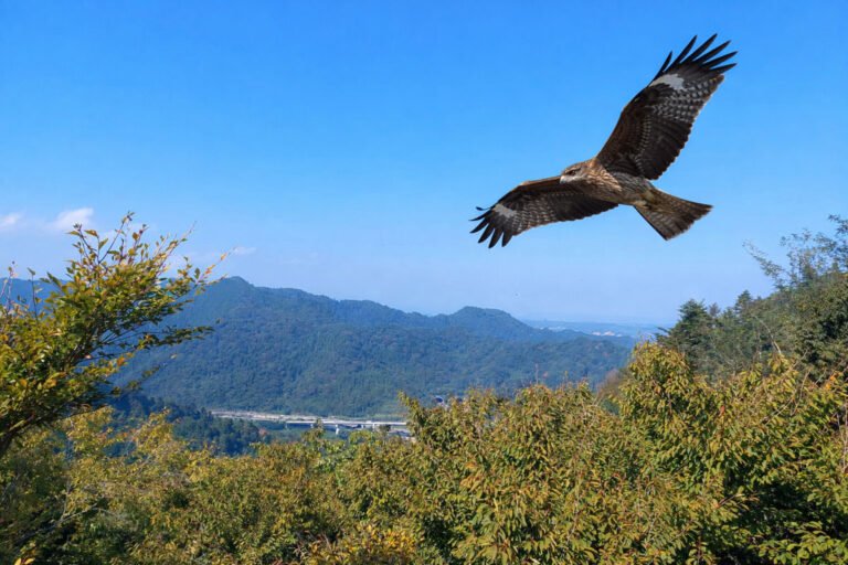 A view from Mt Takao - we spotted a Black Kite.