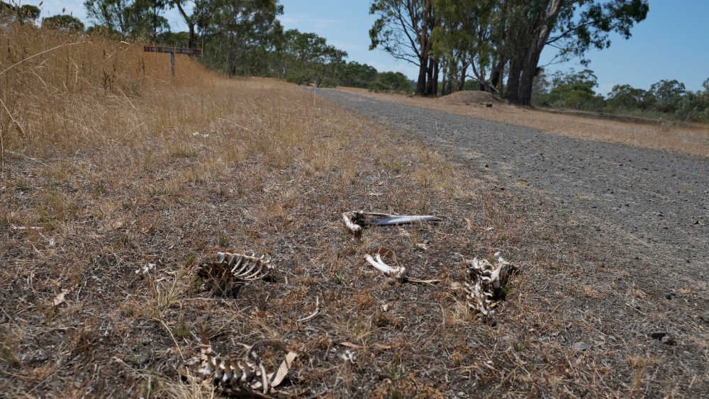 Bones on side of a track.