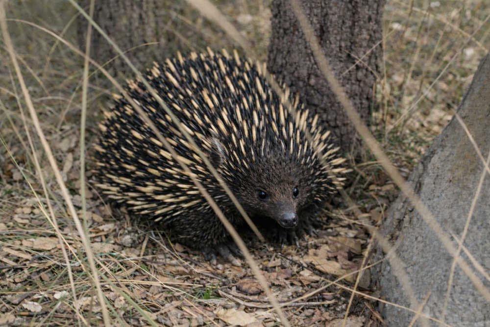 Echidna in the wild.