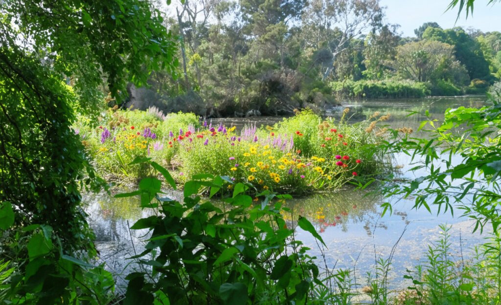 Flowers at Melbourne Botanical Gardens