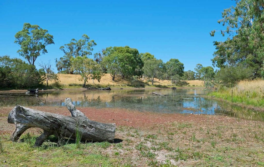 Plenty Gorge Wetland Area Walk in Summer.